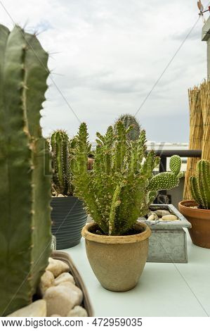 Pretty Cacti From The Opuntia Family With A Monacantha In The Center.