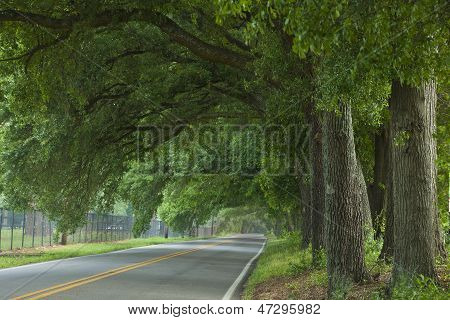 Eiche Canopy-Highway
