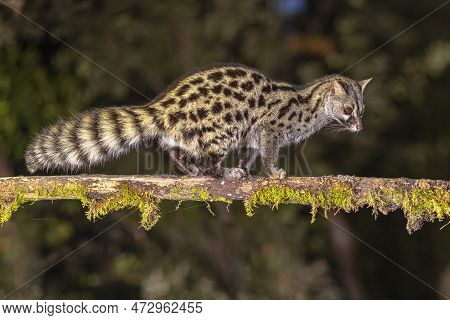 Common Genet (genetta Genetta) On Branch In Darkness Of The Night. Wild Cat Hunting For Prey In Span