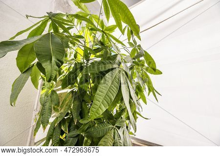 Leaves Of A Leafy Pachira Aquatica On The Terrace Of An Attic Of An Urban Building