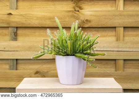 Pretty Hylocereus Undatus Cactus In Light Pink Pot On Unvarnished Piece Of Wood