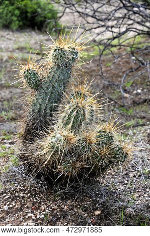 Hedge Hog Cactus In The Spring Arizona Desert