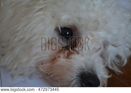 Epiphora - Wetness Beneath The Eyes, Reddish-brown Staining Of The Fur Beneath The Eyes, Odor, Skin 