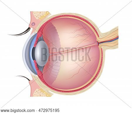 Realistic Eye Anatomy. Medical Detailed Illustration Of Eye Layer Structure Muscules Retina Layout D