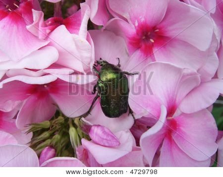 Bug On A Flower