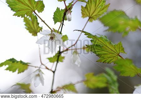 Rubus Palmatus Flowers. Rosaceae Deciduous Shrub. White Flowers Bloom Downward From March To May, An
