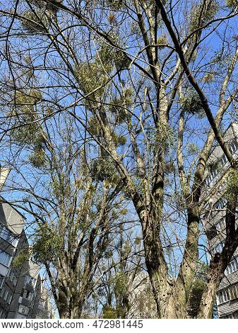 Mistletoe Is A Parasite Plant On A Tree In The City