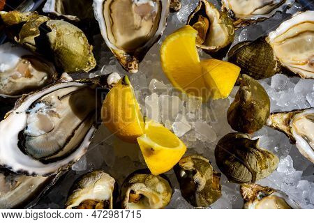 Fresh Oysters And Whelk Platter With Lemon On The Ice. High Quality Photo
