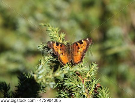 California Tortoiseshell (nymphalis Californica) Orange Butterfly In Beartooth Mountains, Montana
