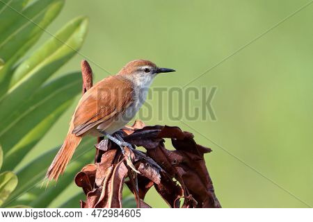 Yellow-chinned Spinetail (certhiaxis Cinnamomeus) Perched On A Green Background