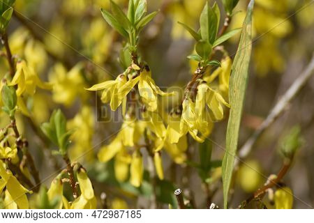 Forsythia ( Golden Bell ) Flowers. Oleaceae Deciduous Flowering Tree Native To China. Blooms From Ma