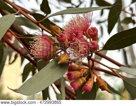 Beautiful Spring Flowering Eucalyptus Twirled (lat. - Eucalyptus Torquata)