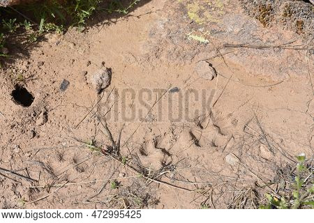 Coyote Tracks In Dirt On Arizona Hiking Trail