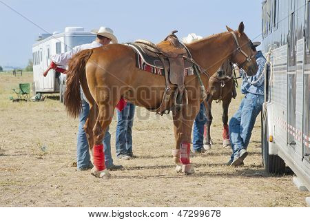 Rodeo hest