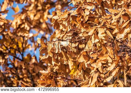 Bright Yellow Leaves And Winged Seeds Of Autumn Maple Tree, In The Light Of Sunset. Dry Autumnal Lea