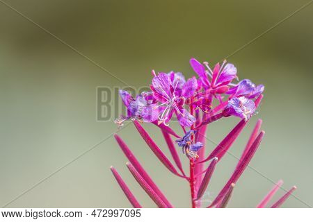 Flowers Of Fireweed, Chamaenerion Angostifolium On A Sunny Summer Day. Chamaenerion Angustifolium - 