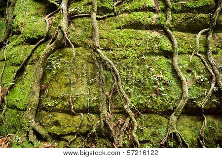 Moss and tree roots