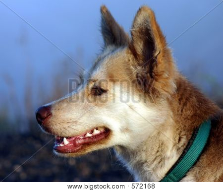 Hund