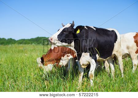 ?ow On Pasture Summer