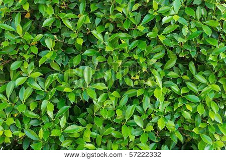 Green leaves background