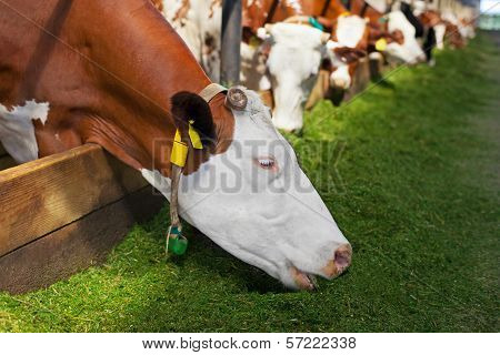 ?ow On Farm