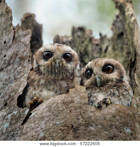 Bare-legged Owl