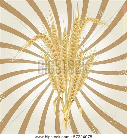 vector background with gold ears of wheat