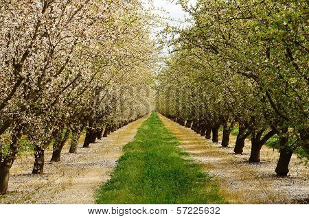 Almond Orchard