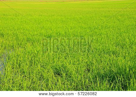 paddy field