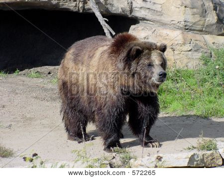 Medvěd grizzly 5