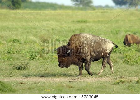 Touro búfalo em pó chafurdar