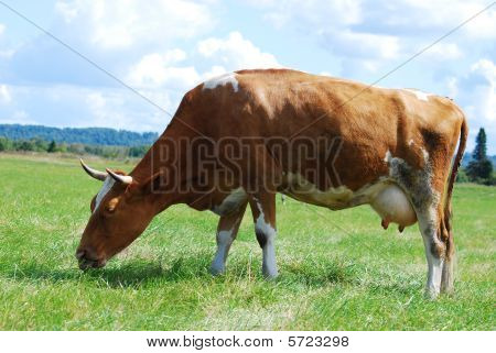 Uma vaca no pasto com nublado céu azul ao fundo