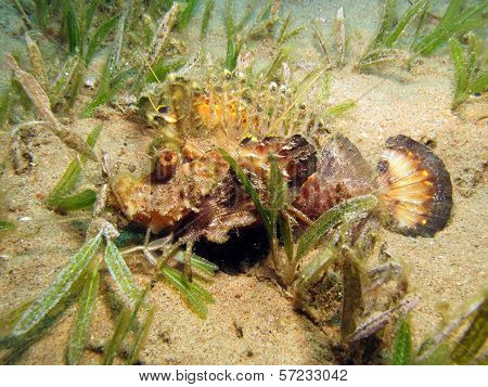 Red Sea Walkman