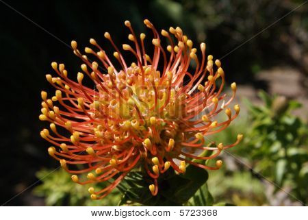 Pincushion Protea