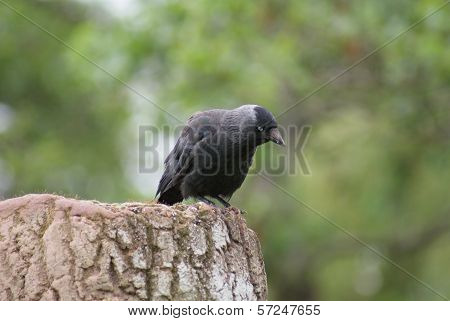 Jackdaw - Corvus Monedula
