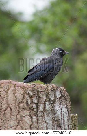 Jackdaw - Corvus Monedula