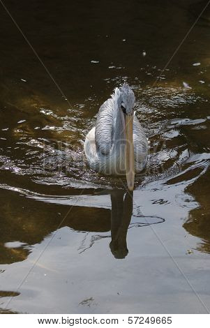 Dalmatian Pelican - Pelecanus Crispus