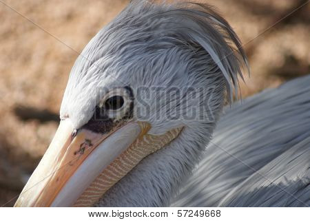 Dalmatian Pelican - Pelecanus Crispus