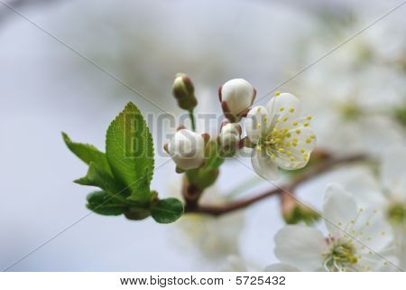 fiori di Apple
