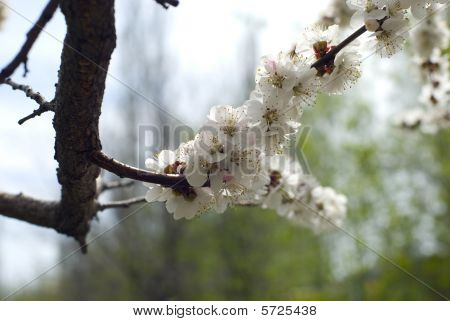 Fioritura albicocco