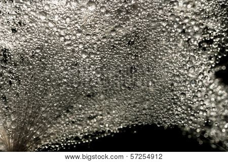 Dew