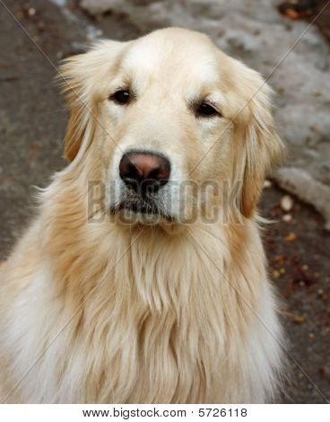 Golden Retriever