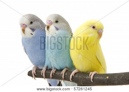 Three Budgies Are In The Roost
