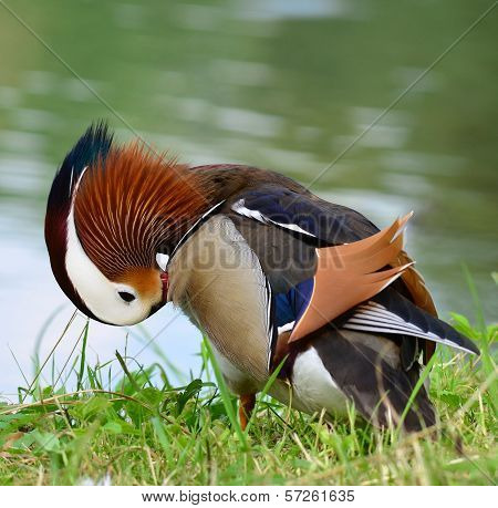Mandarin duck