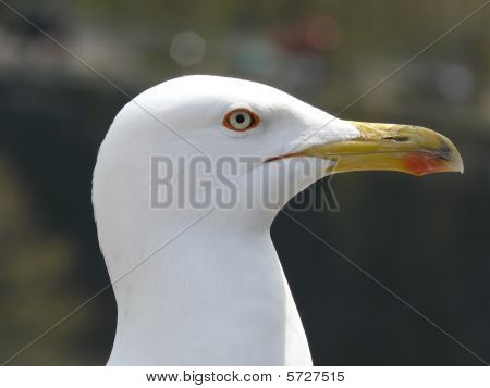 Mouette