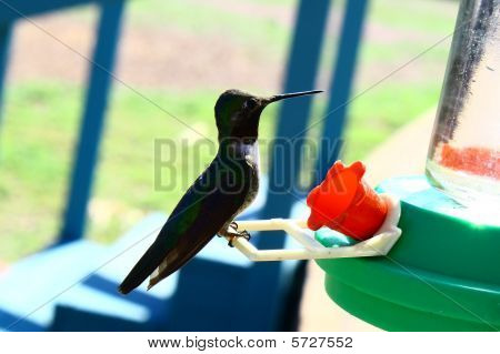Hummingbird