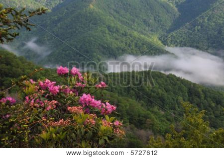 Ormangülü ve Blue Ridge Dağları