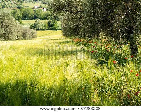 Wheatfield And Poppies In Early Summer