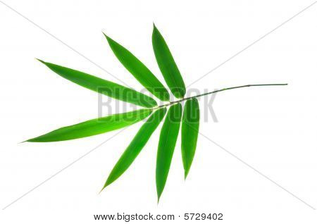 feuilles de bambou