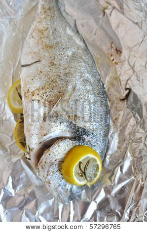 Gilthead seabream